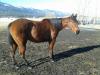 Bonanza Chica "Mocha"