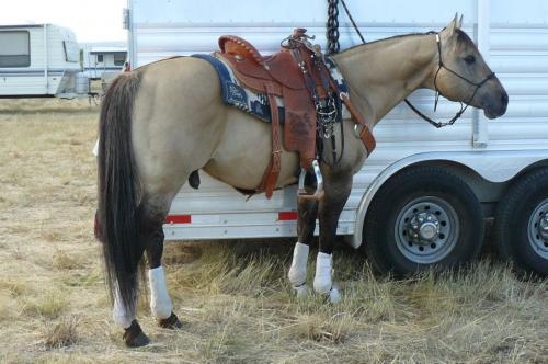 Chex saddled and ready for Cheif Joseph Days Rodeo (2011) as mount to Mackenzie Carr (Miss Rodeo Oregon 2011/Miss Rodeo America 2011-2012).