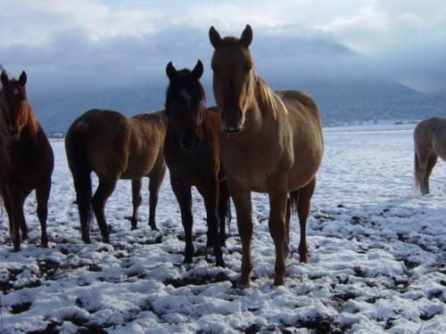 Our horses are social and want to spend time with you, greeting you as you go out into the fields.  This is Triton, Chex/Midnight lineage.  Triton has gone on to become a fantastic rope horse and has been a great financial investment to the man who bought