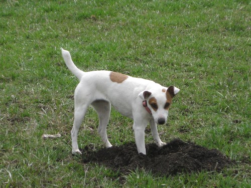 Jack russell hot sale blue heeler